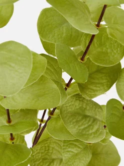 Eucalipto Artificial De Un Solo Tallo