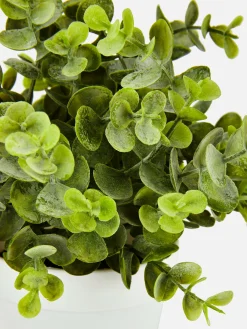 Pequeña Planta De Eucalipto Artificial